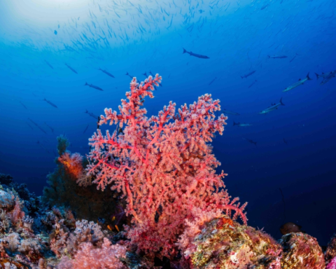 إطلاق الدليل الموحد للأنشطة السياحية الساحلية في السعودية