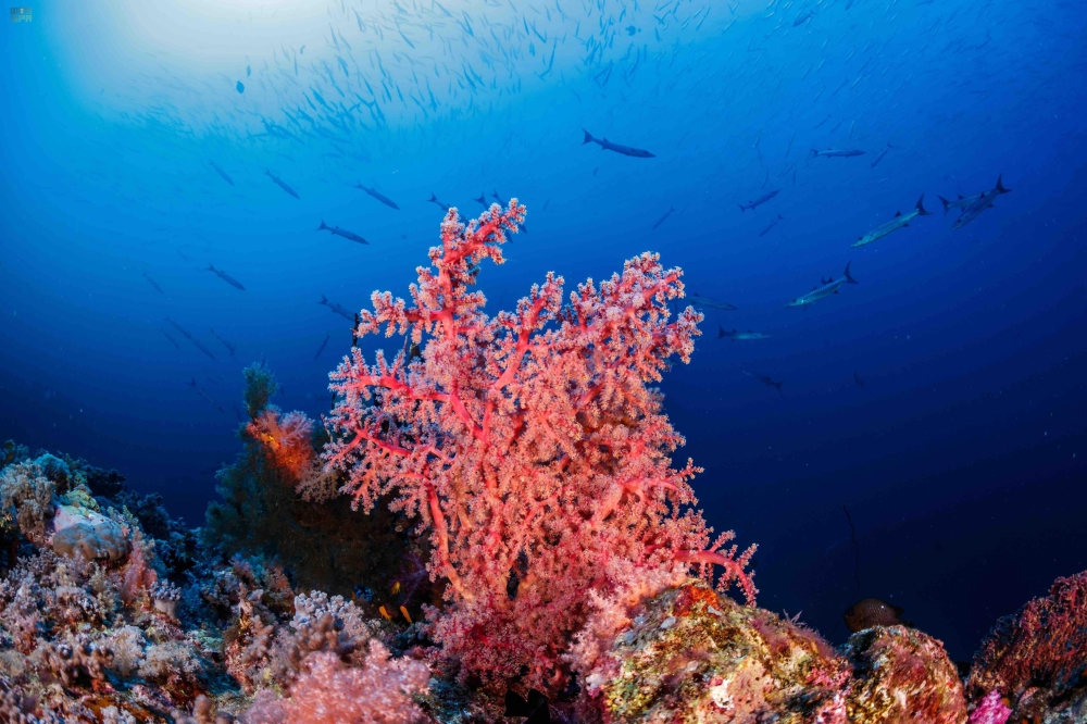 إطلاق الدليل الموحد للأنشطة السياحية الساحلية في السعودية