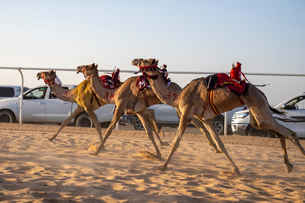 الفائزون بجائزة الملك عبدالعزيز لسباقات الهجن: الحيل والزمول