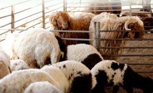 التحسين الوراثي للماشية: فحص 4500 عينة بالسعودية لتعزيز الإنتاج