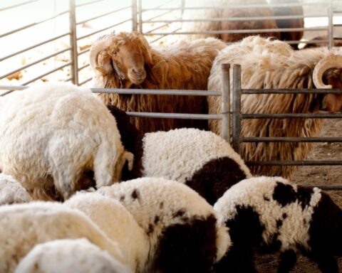 التحسين الوراثي للماشية: فحص 4500 عينة بالسعودية لتعزيز الإنتاج