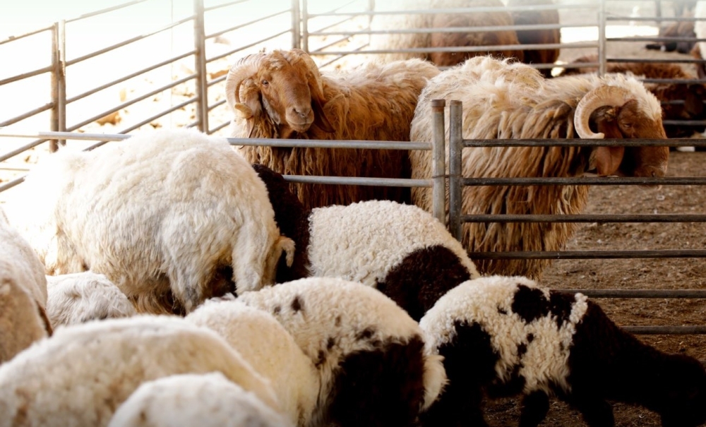 التحسين الوراثي للماشية: فحص 4500 عينة بالسعودية لتعزيز الإنتاج