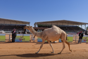 King Abdulaziz Camel Festival: Tourists from around the world experience Saudi heritage