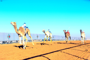 Results of the breeding stallion round (red and yellow) at the King Abdulaziz Camel Festival