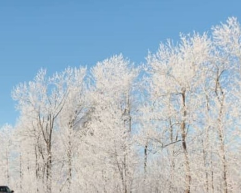 موجة برد قارس تضرب كوريا الجنوبية وتحذيرات من الثلوج