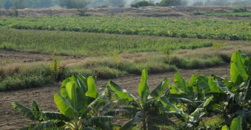 برامج التدريب الزراعي في العلا خلال يناير: التفاصيل والمواقع