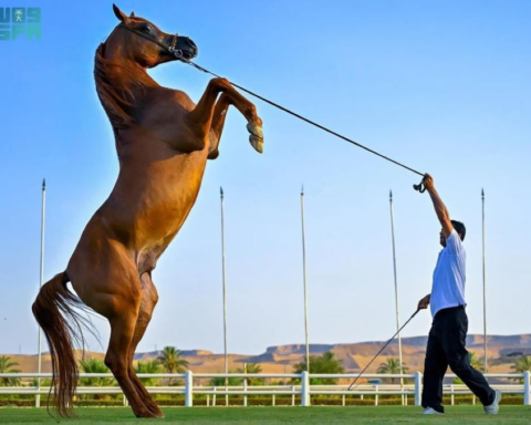 مركز الملك عبد العزيز يقر لائحة حماية الخيل العربية
