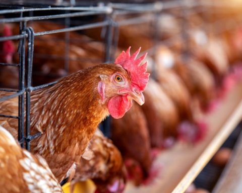 حظر استيراد الدواجن من فرنسا وبولندا مؤقتاً بسبب إنفلونزا الطيور