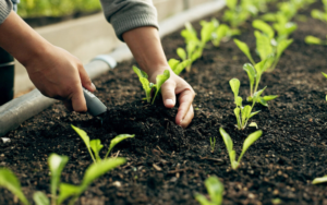 البرنامج الوطني للتشجير يعتمد 55 نباتاً لبيئة القصيم