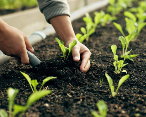 البرنامج الوطني للتشجير يعتمد 55 نباتاً لبيئة القصيم