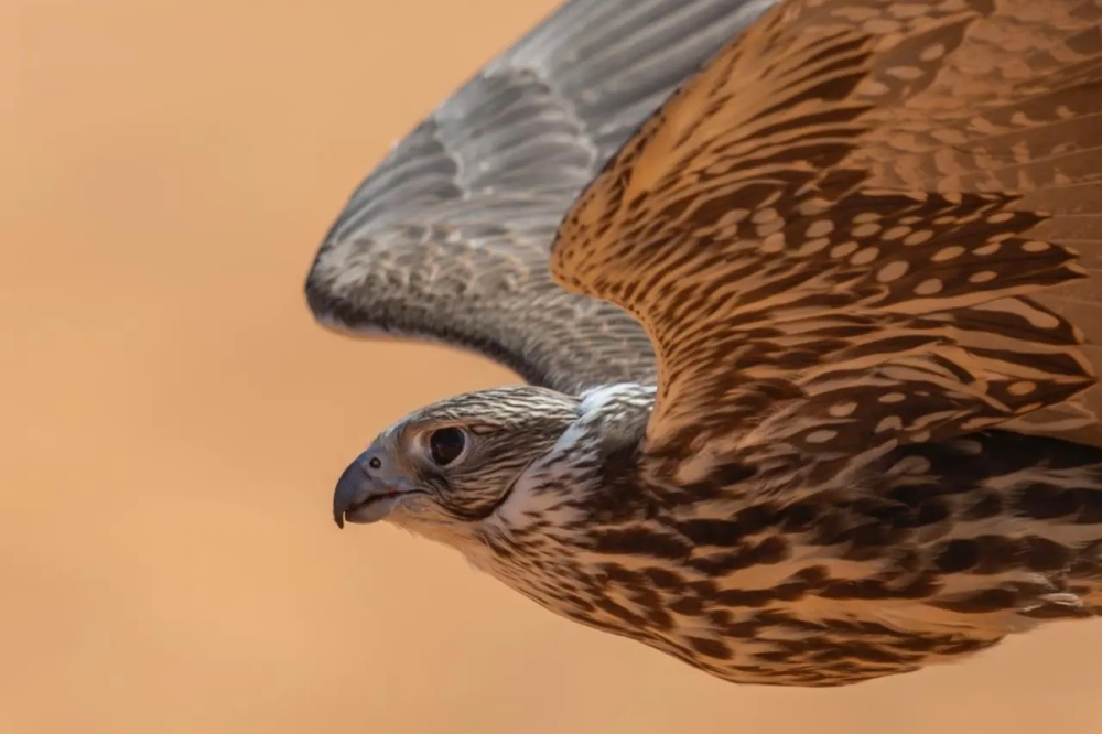 مهرجان الملك عبدالعزيز للصقور 2025: صقر يربح 120 ألف ريال