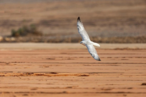The beauty contest at the King Abdulaziz Falconry Festival 2025 has begun