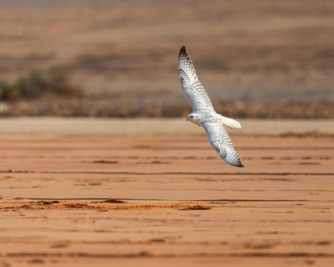انطلاق مسابقة المزاين بمهرجان الملك عبدالعزيز للصقور 2025