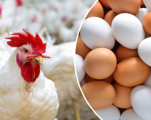 حظر استيراد الدواجن من بولندا بسبب مرض نيوكاسل