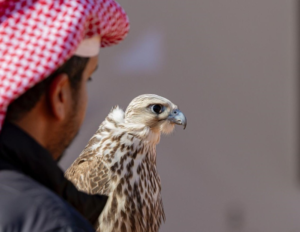 نتائج المزاين في مهرجان الملك عبدالعزيز للصقور 2025