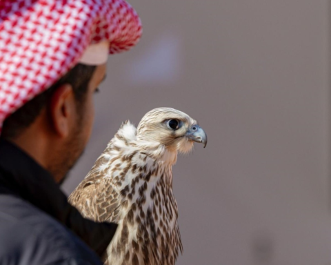 نتائج المزاين في مهرجان الملك عبدالعزيز للصقور 2025