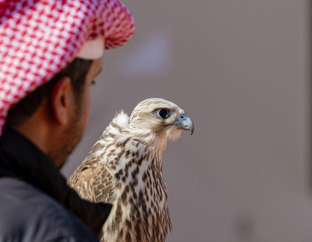 نتائج المزاين في مهرجان الملك عبدالعزيز للصقور 2025