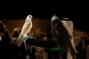 Results of the beauty contest at the King Abdulaziz Falconry Festival 2025