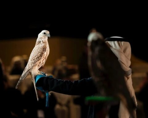 نتائج مسابقة المزاين في مهرجان الملك عبدالعزيز للصقور 2025