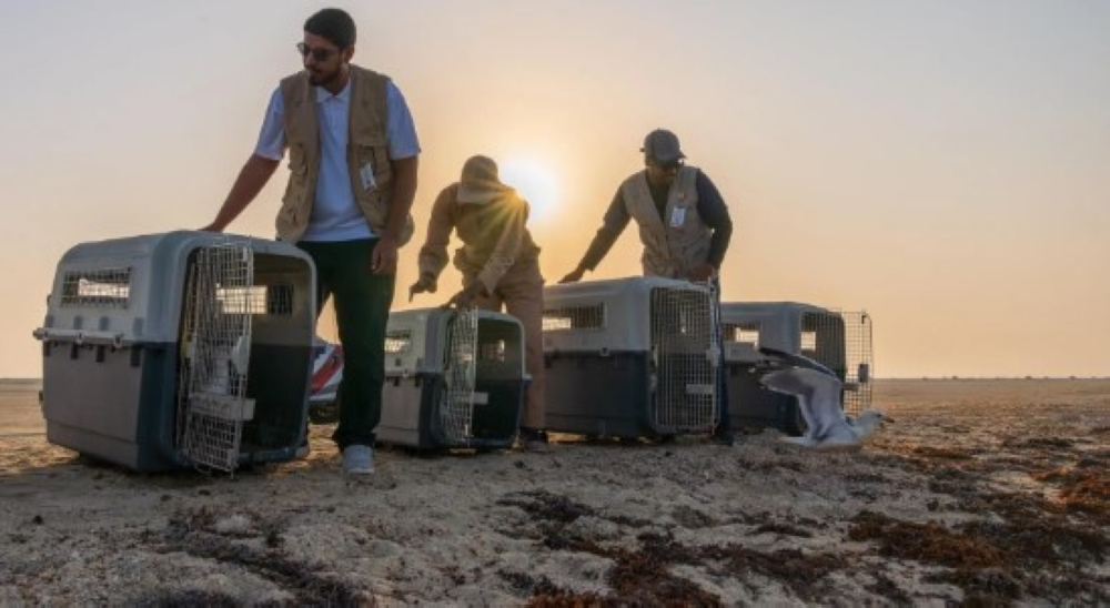 الحياة الفطرية يطلق 63 طائراً بحرياً في جدة لدعم التنوع الأحيائي