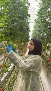 A Saudi researcher develops crops that are resistant to diseases and heat challenges