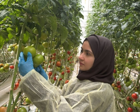 A Saudi researcher develops crops that are resistant to diseases and heat challenges