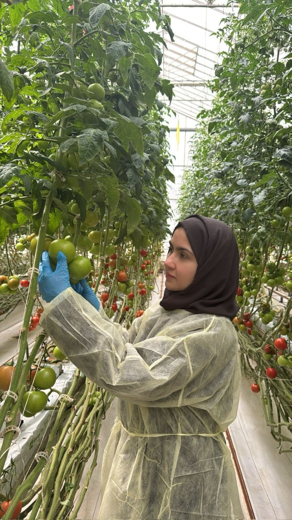 A Saudi researcher develops crops that are resistant to diseases and heat challenges