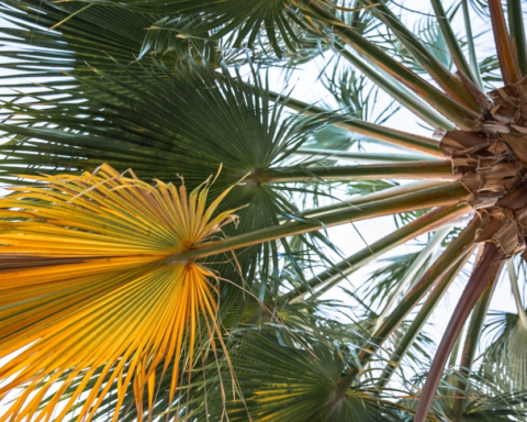 نقل لجنة مكافحة سوسة النخيل إلى مركز وقاية بقرار وزاري