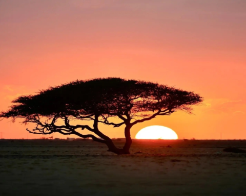 الوطني للتشجير: 63 نوعاً نباتياً بتبوك تدعم السعودية الخضراء