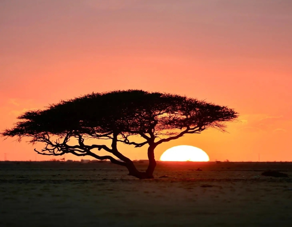 الوطني للتشجير: 63 نوعاً نباتياً بتبوك تدعم السعودية الخضراء