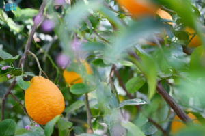 Citrus production in Saudi Arabia: Winter abundance exceeding 158,000 tons
