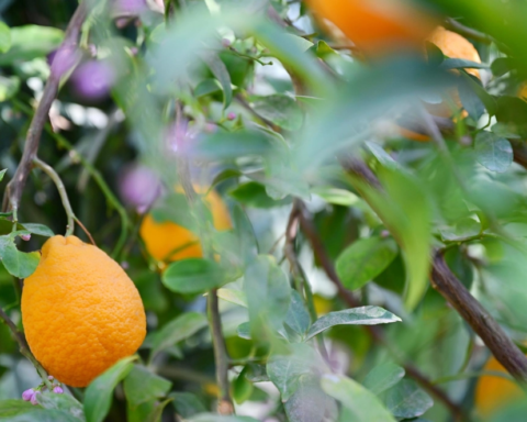 إنتاج الحمضيات في السعودية: وفرة شتوية تتجاوز 158 ألف طن