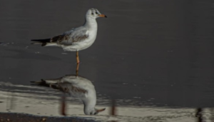 A black-headed gull was spotted on the northern border: important environmental implications