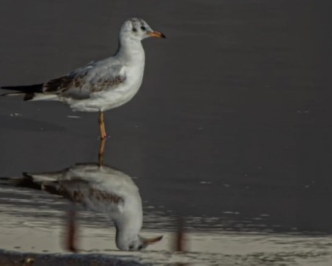 رصد نورس أسود الرأس بالحدود الشمالية: دلالات بيئية هامة