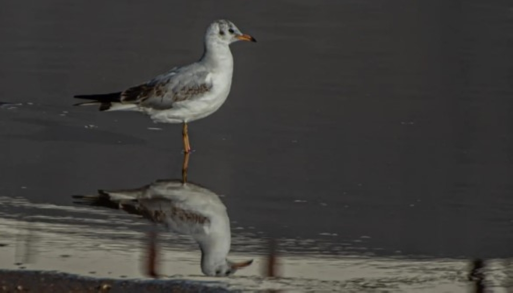 رصد نورس أسود الرأس بالحدود الشمالية: دلالات بيئية هامة