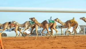 Registration for the Custodian of the Two Holy Mosques Camel Festival 2026: Conditions and Prizes