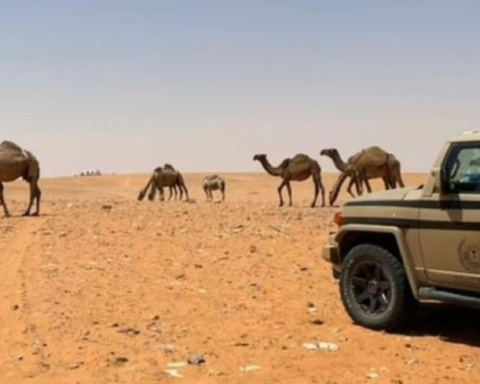 ضبط مخالفة رعي في محمية الإمام عبدالعزيز بن محمد وعقوبات صارمة