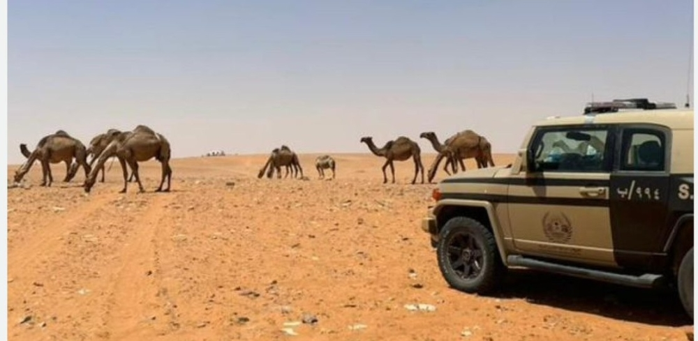 ضبط مخالفة رعي في محمية الإمام عبدالعزيز بن محمد وعقوبات صارمة