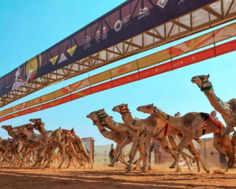 مهرجان خادم الحرمين للهجن 2026 بالرياض: الموعد والجوائز