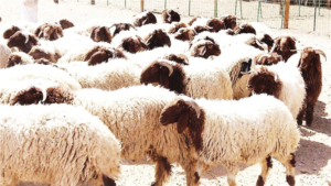 Sheep and feed prices in Saudi Arabia: Statistics Authority report for December