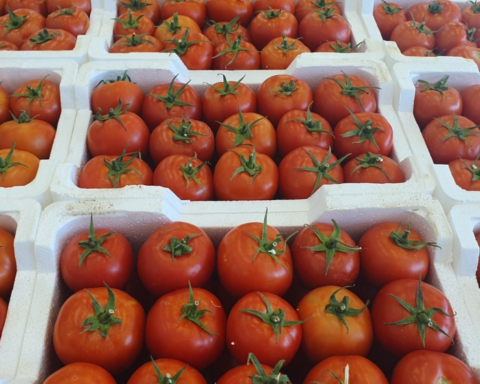 أسعار الخضار السعودية: انخفاض الطماطم 21% وتباين بالأسواق