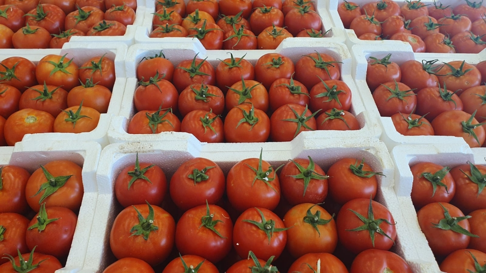 Saudi vegetable prices: Tomatoes down 21%, market prices vary