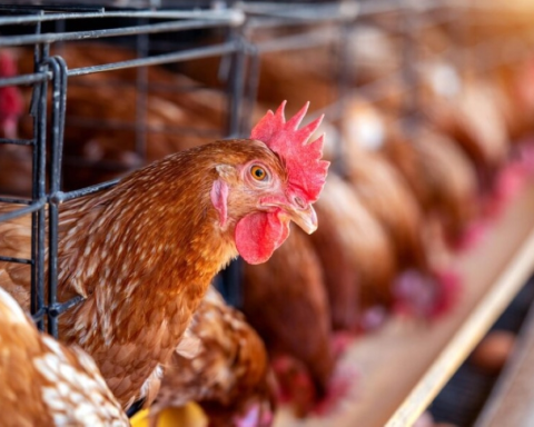 Saudi Gap Poultry's coverage reaches 90% and production reaches 1.2 million tons