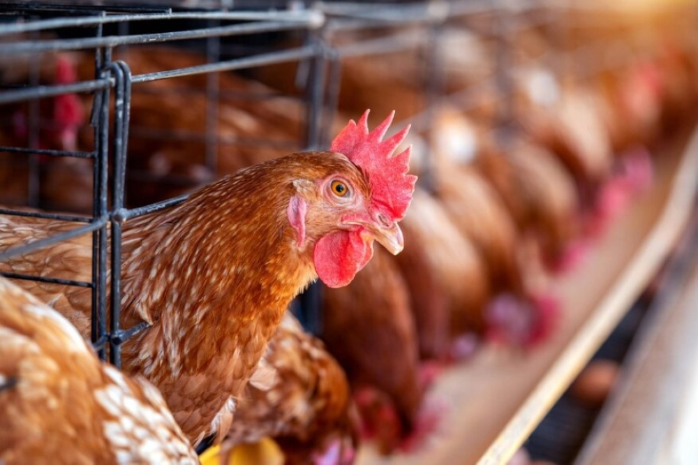 Saudi Gap Poultry's coverage reaches 90% and production reaches 1.2 million tons