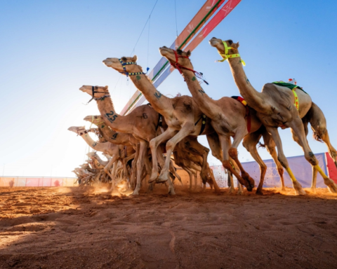 بدء تركيب شرائح مهرجان خادم الحرمين للهجن 2026 بالجنادرية