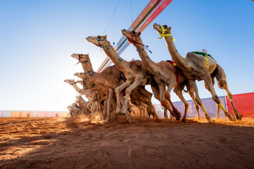 بدء تركيب شرائح مهرجان خادم الحرمين للهجن 2026 بالجنادرية