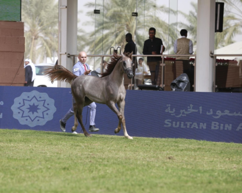 انطلاق مهرجان الأمير سلطان للجواد العربي 2026 بالرياض
