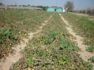 The environment adopts electronic investigation with violators of the agricultural system