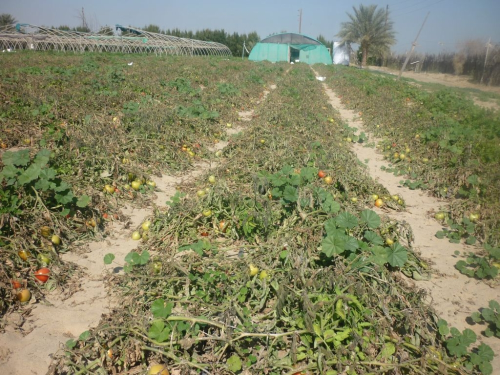 البيئة تعتمد التحقيق الإلكتروني مع مخالفي نظام الزراعة