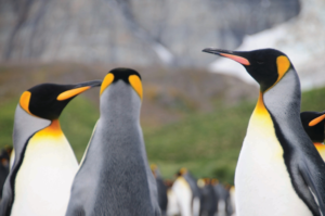 Climate change and penguin breeding season: Study reveals the danger